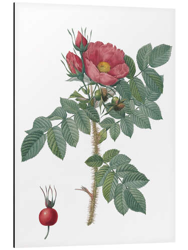 Tableau en aluminium Rosier rugueux (Rosa Kamtschatica)