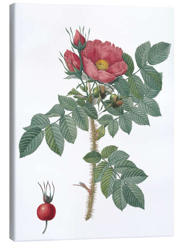 Canvas print Kamtschatka Rose (Rosa Kamtschatica)