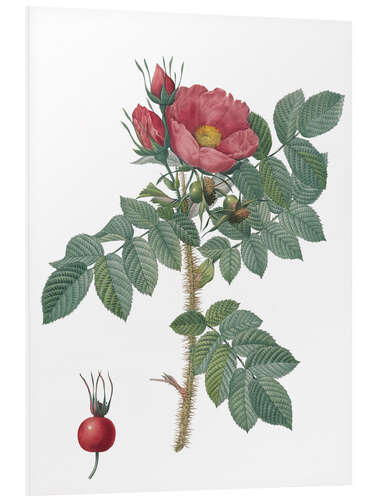 Foam board print Kamtschatka Rose (Rosa Kamtschatica)