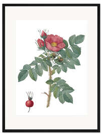 Gerahmter Kunstdruck Kamtschatka Rose (Rosa Kamtschatica)