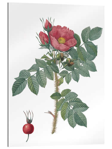 Gallery print Kamtschatka Rose (Rosa Kamtschatica)