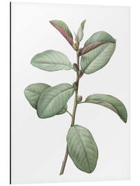 Tableau en aluminium Ficus rubiginosa