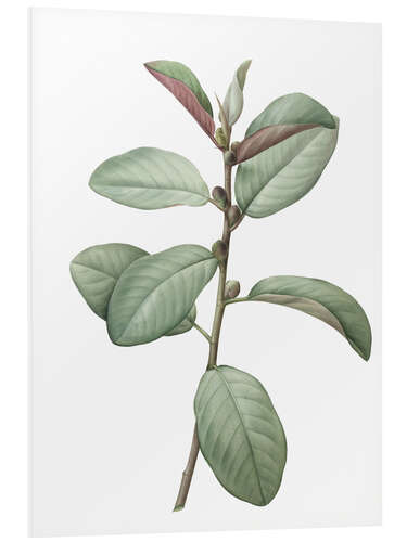 Tableau en PVC Ficus rubiginosa