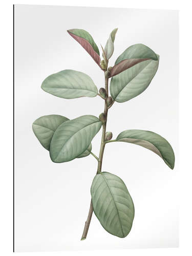 Gallery print Ficus Rubiginosa