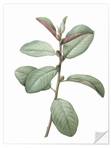 Sticker mural Ficus rubiginosa