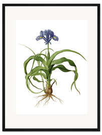 Gerahmter Kunstdruck Iris Scorpioides