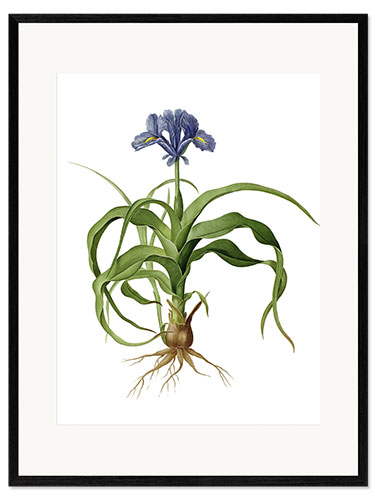 Gerahmter Kunstdruck Iris Scorpioides