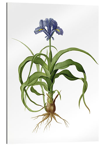 Gallery print Iris Scorpioides