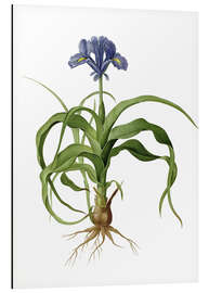 Magnettafel Iris Scorpioides