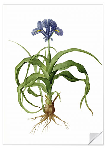 Selvklebende plakat Iris Scorpioides