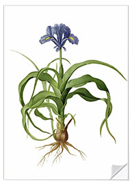 Selvklæbende plakat Iris Scorpioides