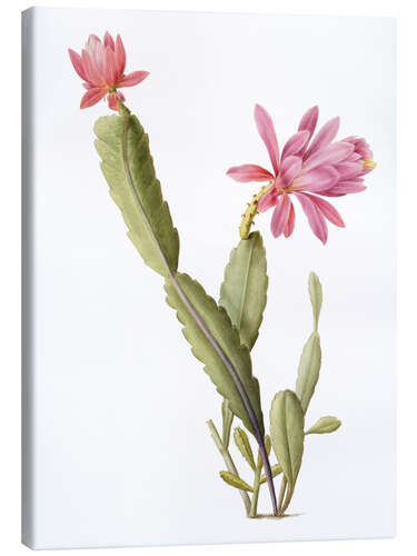 Canvas print Cactus Speciosus