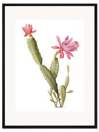 Gerahmter Kunstdruck Cactus Speciosus