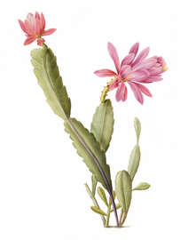 Magnettafel Cactus Speciosus