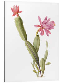 Magnettafel Cactus Speciosus