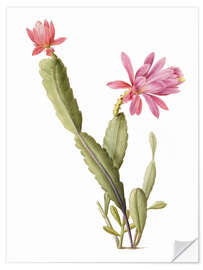 Wall sticker Cactus Speciosus