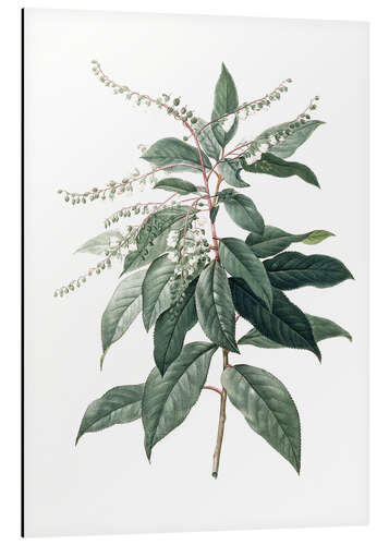 Stampa su alluminio Clethra Arborea