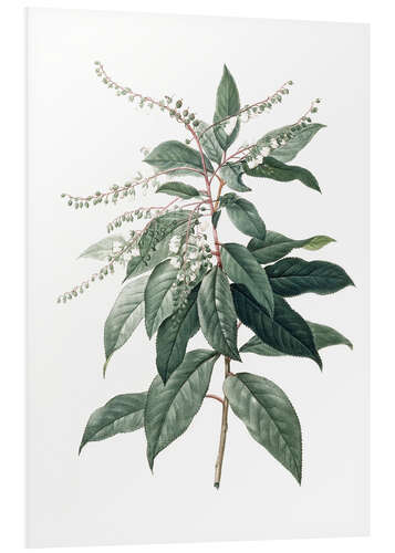 Foam board print Clethra Arborea