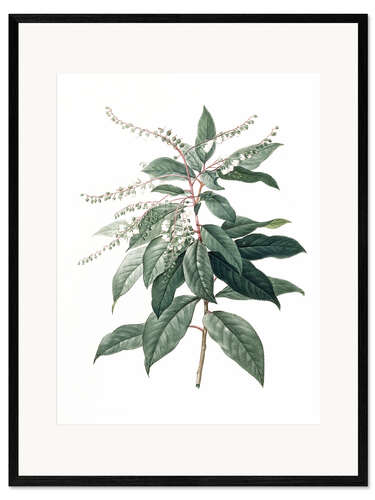 Ingelijste kunstdruk Clethra Arborea