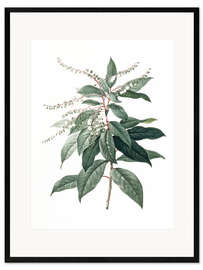 Ingelijste kunstdruk Clethra Arborea