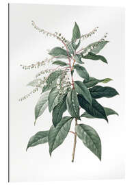 Gallery Print Clethra Arborea