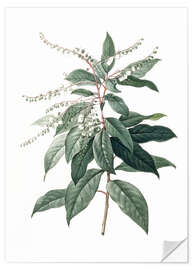 Wall sticker Clethra Arborea