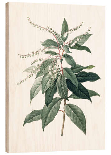 Puutaulu Clethra Arborea