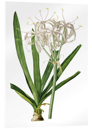 Acrylic print Crinum Americanum