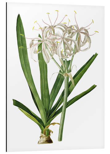 Quadro em alumínio Crinum Americanum