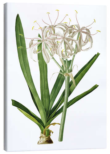 Stampa su tela Crinum Americanum