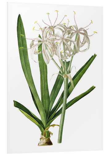 Quadro em PVC Crinum Americanum