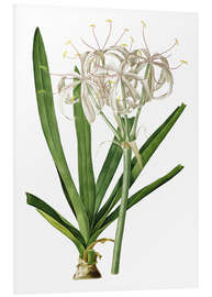 Foam board print Crinum Americanum