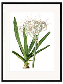 Gerahmter Kunstdruck Crinum Americanum