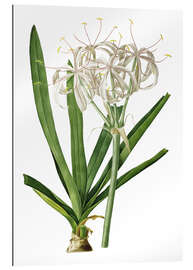 Gallery print Crinum Americanum