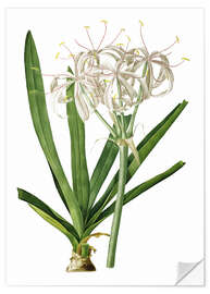 Selvklæbende plakat Crinum Americanum