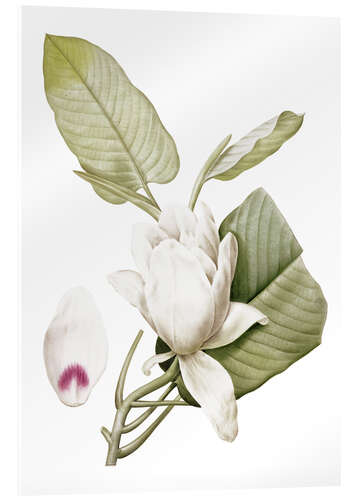 Acrylglasbild Magnolia macrophylla