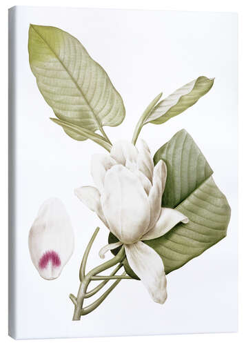 Canvas print Magnolia macrophylla