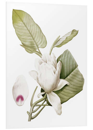 Foam board print Magnolia macrophylla