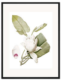 Gerahmter Kunstdruck Magnolia macrophylla
