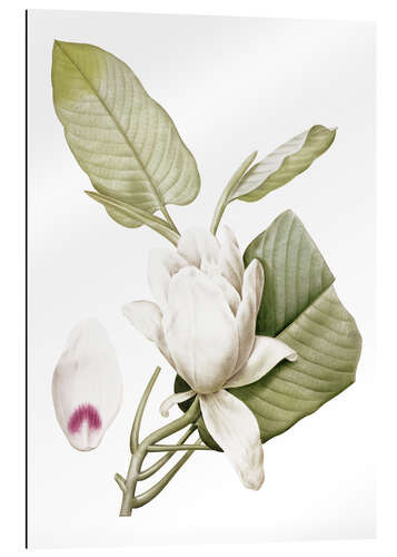 Gallery print Magnolia macrophylla