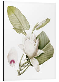 Magnettafel Magnolia macrophylla