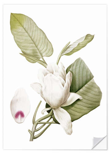 Sticker mural Magnolia macrophylla