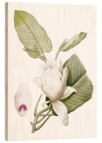 Wood print Magnolia macrophylla