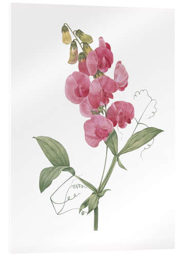 Acrylglasbild Lathyrus latifolius