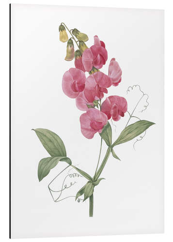 Aluminiumtavla Lathyrus latifolius