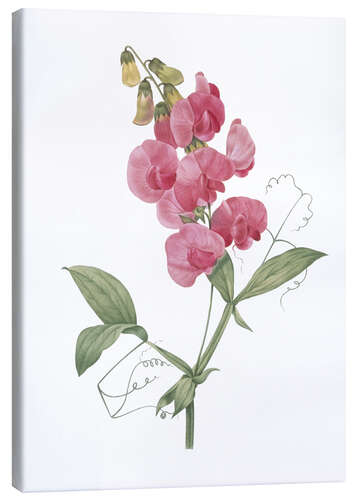 Canvas print Lathyrus latifolius