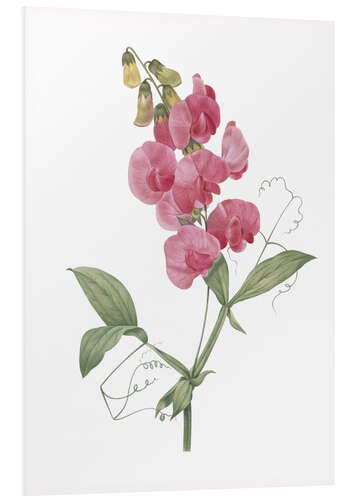 Foam board print Lathyrus latifolius