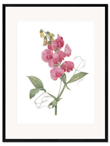 Stampa artistica con cornice Lathyrus latifolius