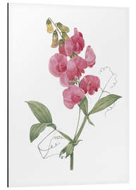 Magnettafel Lathyrus latifolius