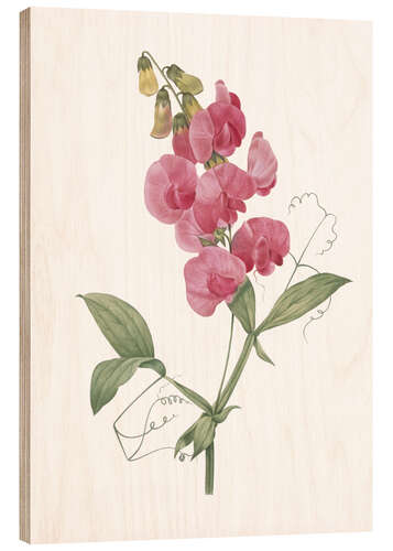 Trebilde Lathyrus latifolius